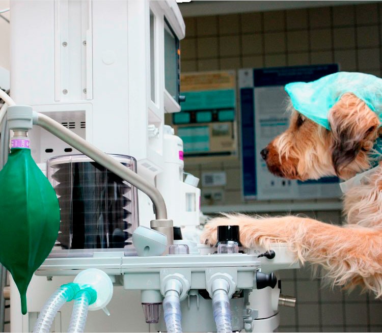 Curso de Anestesia y Ventilación Mecánica para Animales de Compañía